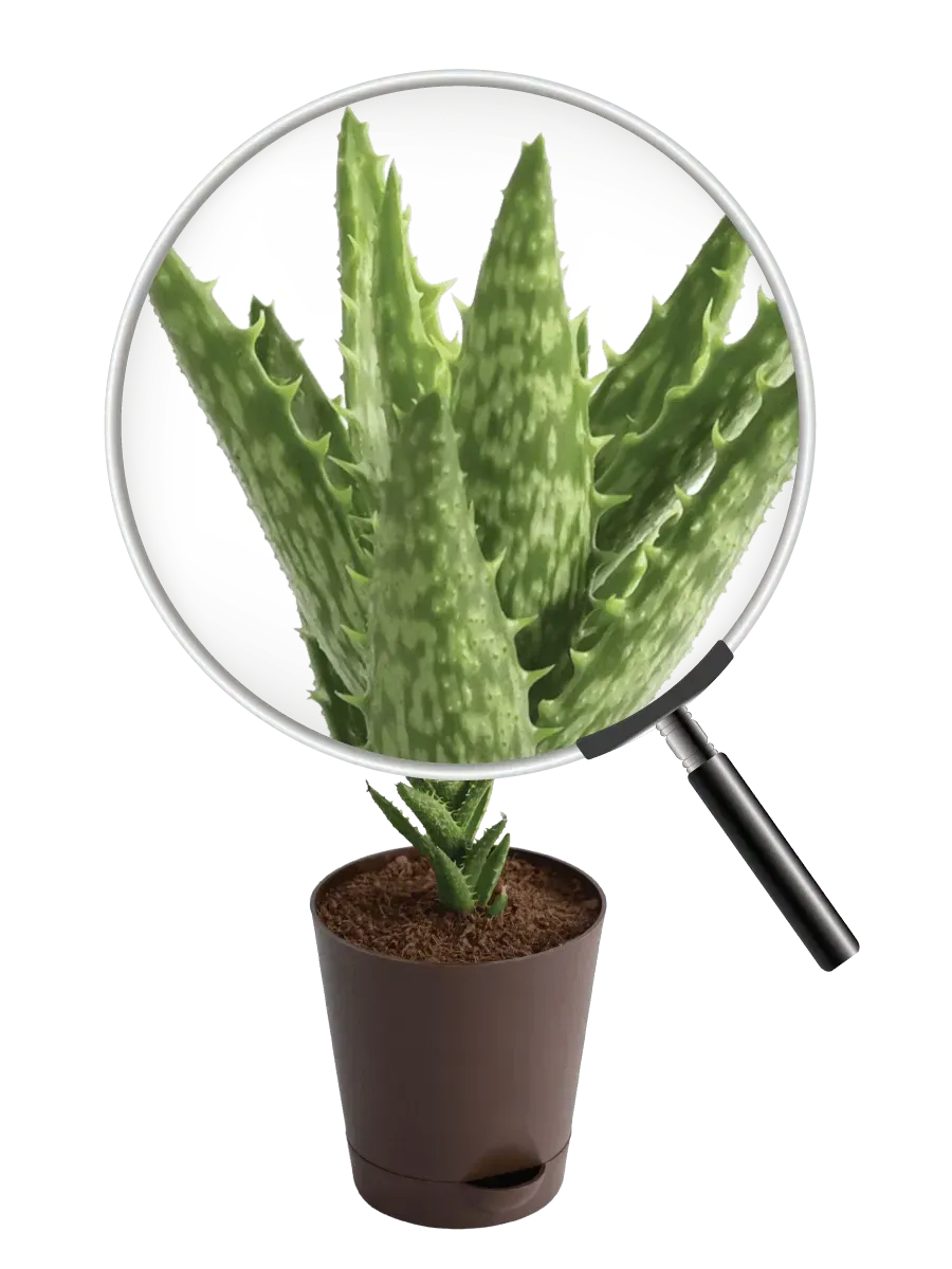 Aloe Juvenna Live Plant