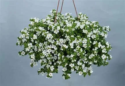 Bacopa 4"